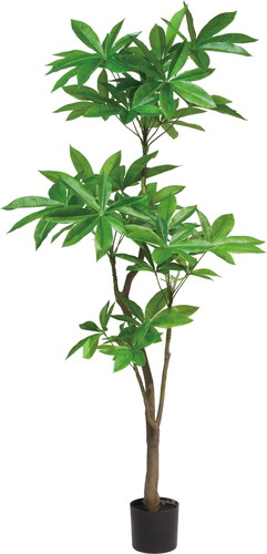 180cmパキラ【グリーン】の画像