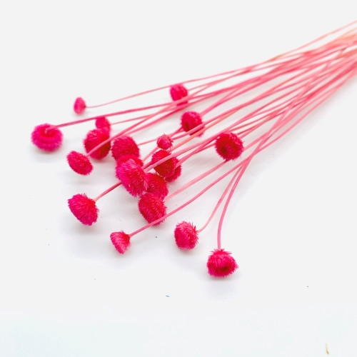 アマレリーノ ドライ SP ダークピンクの画像