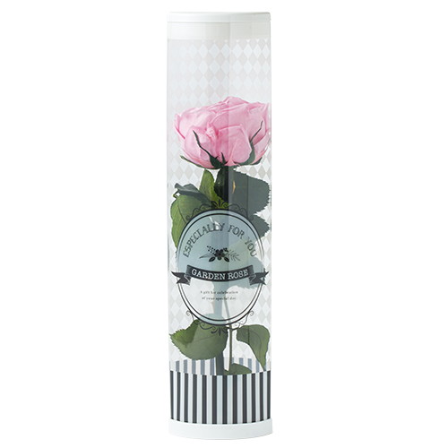 ガーデンローズキャサリンステム付 ベイビーピンクの画像