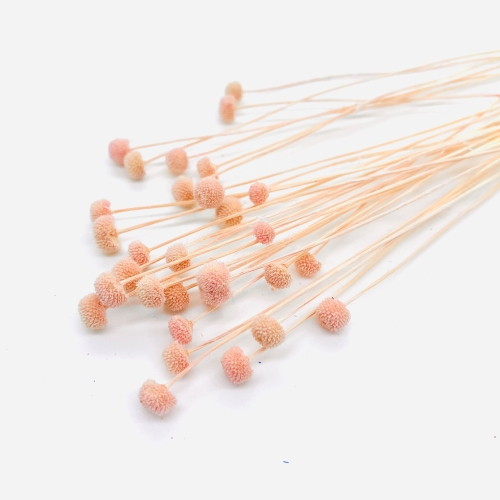 アマレリーノ ドライ SP ピンクの画像