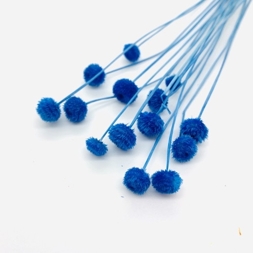 アマレリーノ ドライ SP ブルーの画像