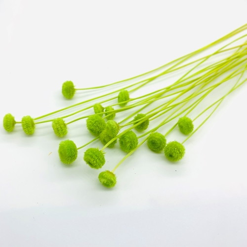 アマレリーノ ドライ SP ライトグリーンの画像