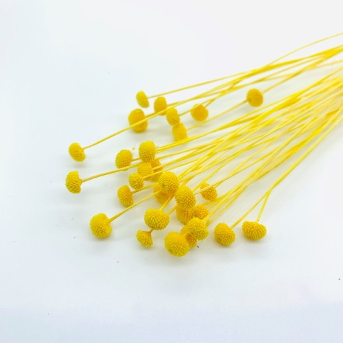 アマレリーノ ドライ SP イエローの画像