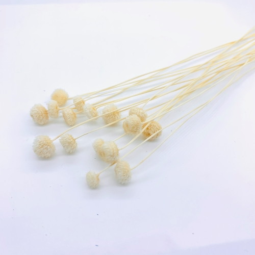 アマレリーノ ドライ SP ナチュラルの画像