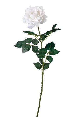 キングサテンローズ【ホワイト】の画像