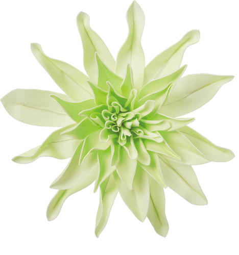 ダリアヘッドデコM MINの画像