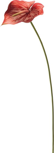 アンスリューム【バーガンディー】の画像