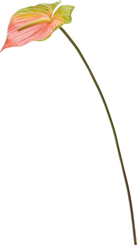 アンスリューム【ピンクグリーン】の画像