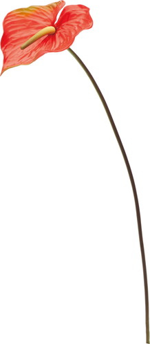 アンスリューム【レッド】の画像