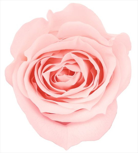 ローズ・ミミ ブライダルピンク【ブライダルピンク】の画像