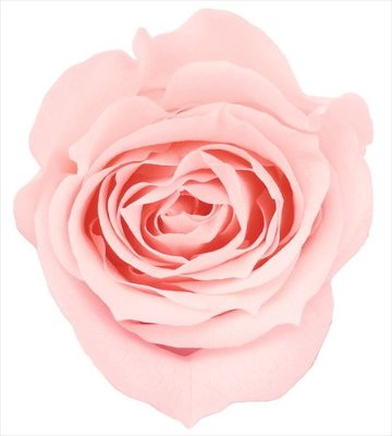 ローズ・ミミ ブライダルピンク【ブライダルピンク】の画像