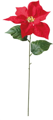 ベルベットシングルポインセチアの画像