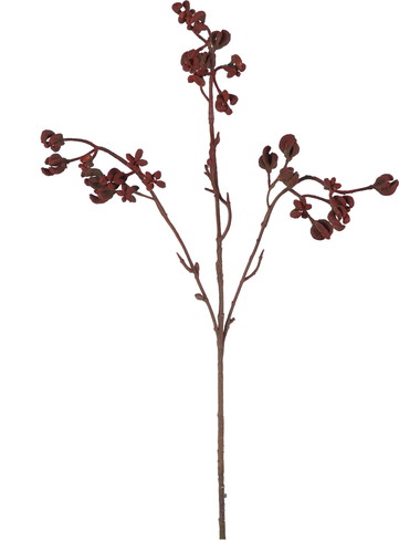 カンガルーポー【ブラウン】の画像