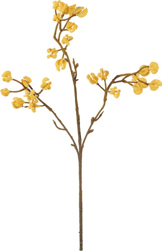 カンガルーポー【イエロー】の画像