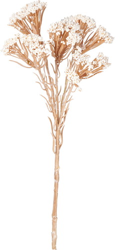 ドライライスフラワーピック【クリーム】の画像