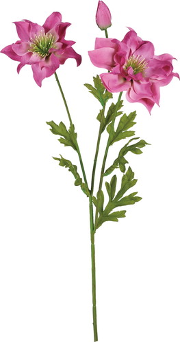 ダブルレイヤークリスマスローズ【ダークモーブ】の画像