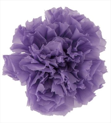 カーネーション ラベンダー【ラベンダー】の画像