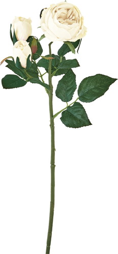 ガーデンローズスプレー【クリームグリーン】の画像