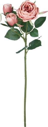 ガーデンローズスプレー【サーモン】の画像