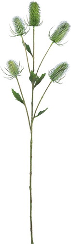 ディプサカススプレー【グリーン】の画像