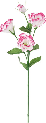 リシアンサス【ラベンダーホワイト】の画像