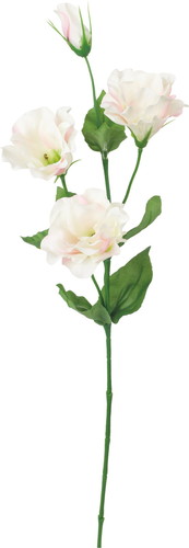 リシアンサス【ライトピンク】の画像