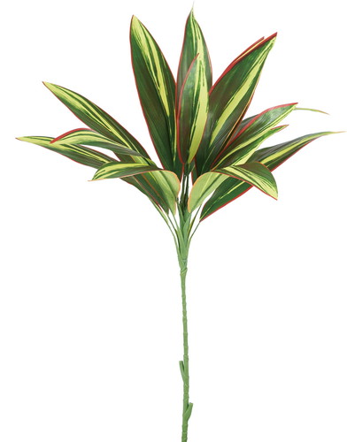 ドラセナ【グリーンレッド】の画像