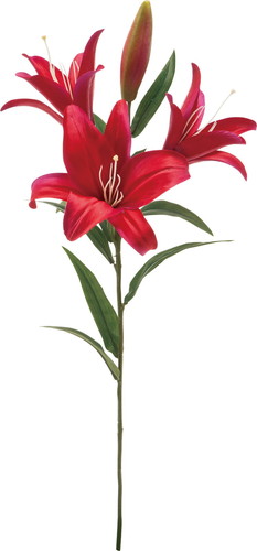 オルフェオリリー【ビューティー】の画像