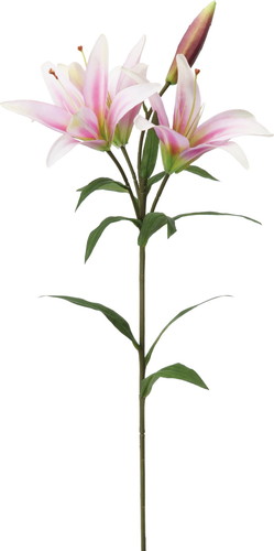 オルフェオリリー【ラベンダー】の画像