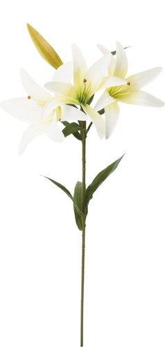 オルフェオリリー【ホワイト】の画像