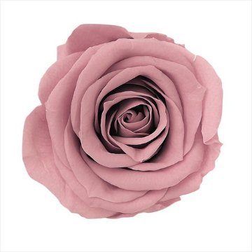 ローズ・ミミ モーブピンク【モーブピンク】の画像
