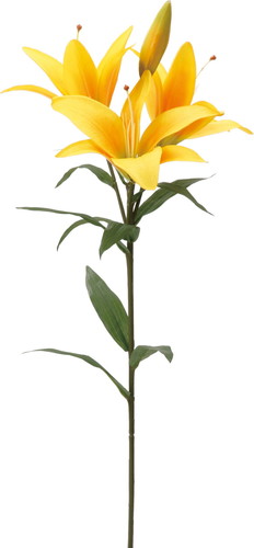 オルフェオリリー【イエロー】の画像