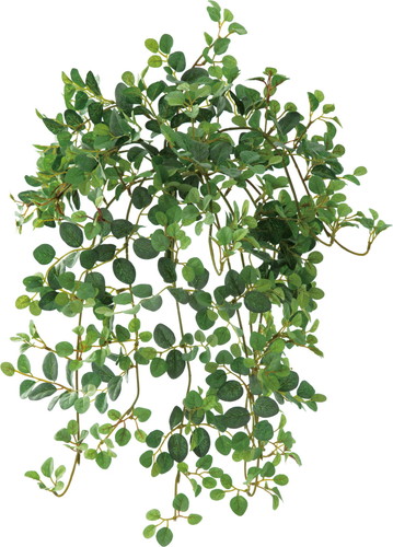 プミラハンギングブッシュ【グリーン】の画像