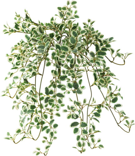 プミラハンギングブッシュ【ホワイトグリーン】の画像