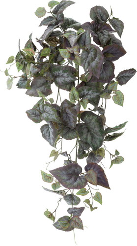 グレープベゴニアハンギングブッシュ【グリーン】の画像