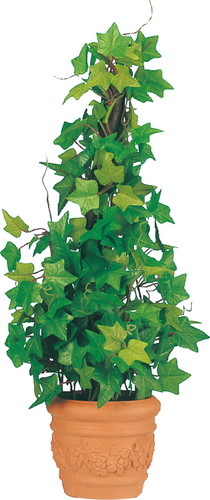 アイビーポットの画像