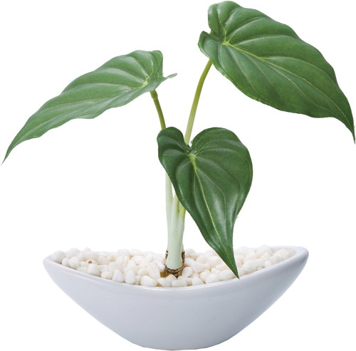 アロカシアポット(S)の画像