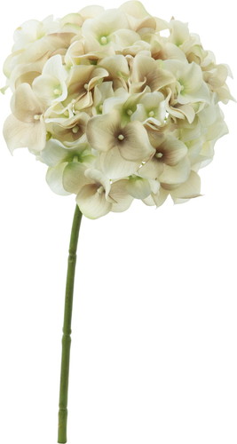 アルディハイドレンジア【グリーンーベージュ】の画像