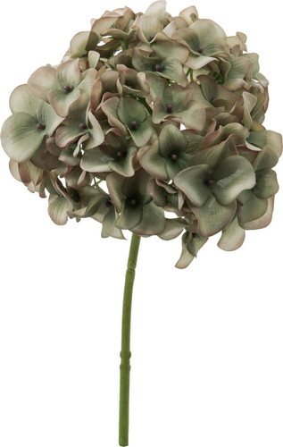 アルディハイドレンジア【モーブグリーン】の画像