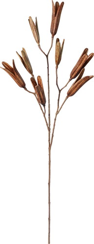 ドライリリーシードスプレー【ブラウン】の画像