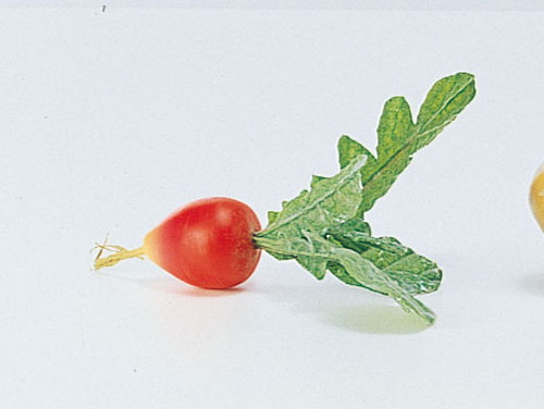 スモールラディッシュの画像