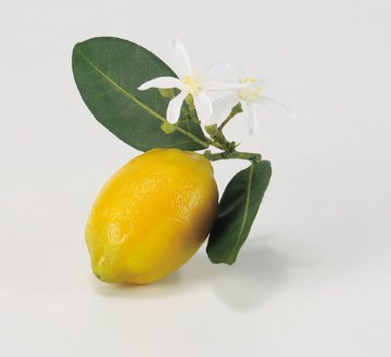 レモン画像