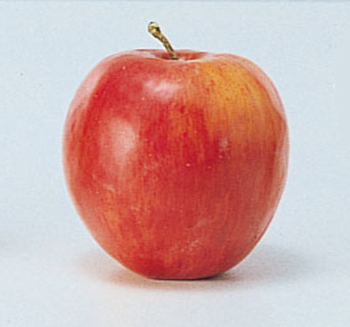 アップルの画像