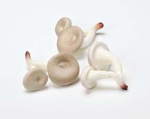 ヒラタケ(1袋3コ入)の画像