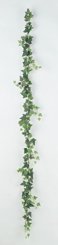 アイビーガーランドの画像