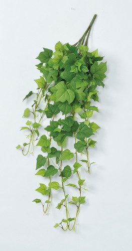 アイビーハンギングブッシュの画像