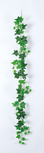 アイビーガーランドの画像