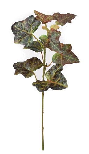 アイビースプレーの画像