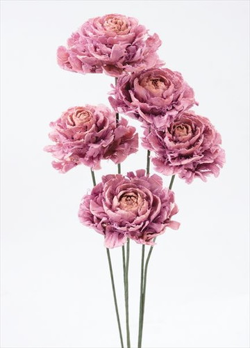 シダローズ クリスタルピンク【クリスタルピンク】の画像