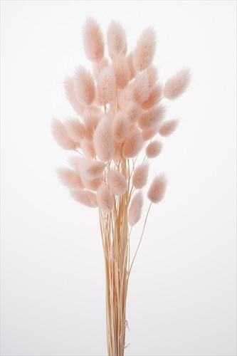 ハニーテール エンジェルピンク【エンジェルピンク】の画像